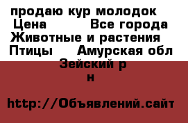 продаю кур молодок. › Цена ­ 320 - Все города Животные и растения » Птицы   . Амурская обл.,Зейский р-н